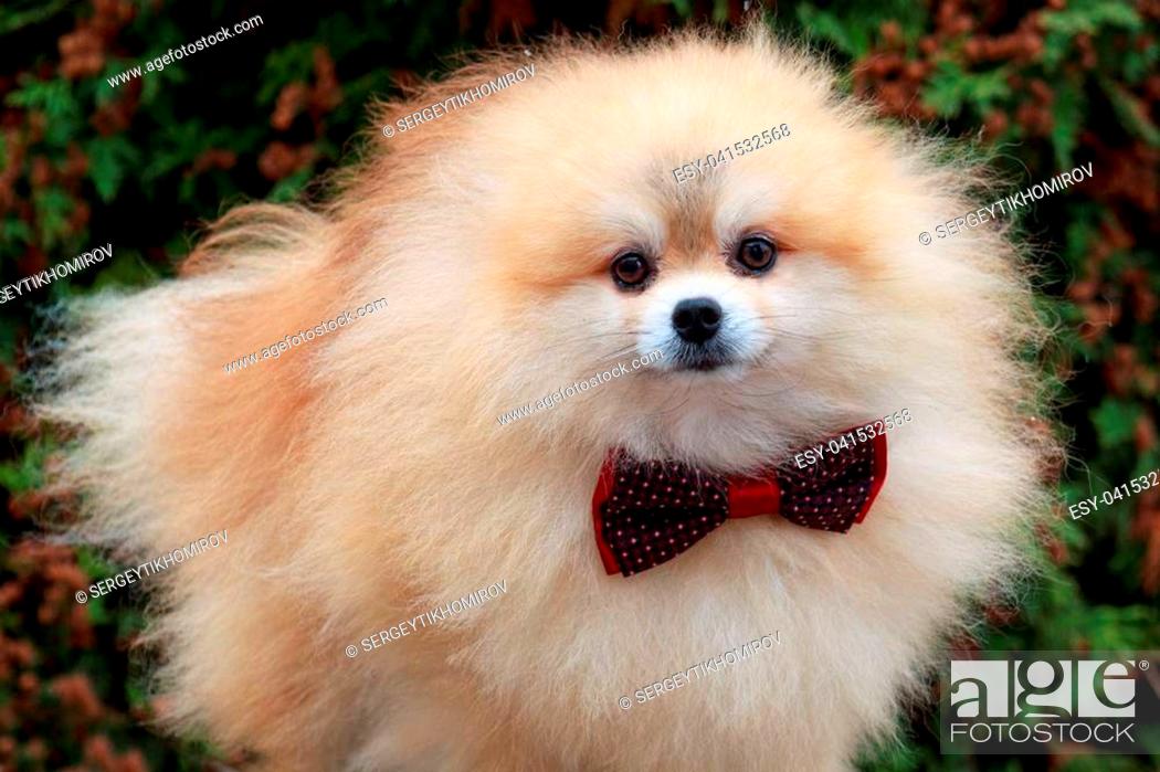 Pomeranian puppy in a beautiful bow tie. Pet animals, Stock Photo, Picture  And Low Budget Royalty Free Image. Pic. ESY-041532568 | agefotostock