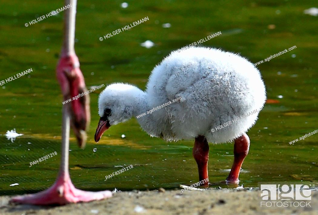 Stock Photo: A two week young flamingo chicks refreshes itself in the Zambezi River Adventure Zoo in Hannover, Germany, 02 Septemeber 2016.