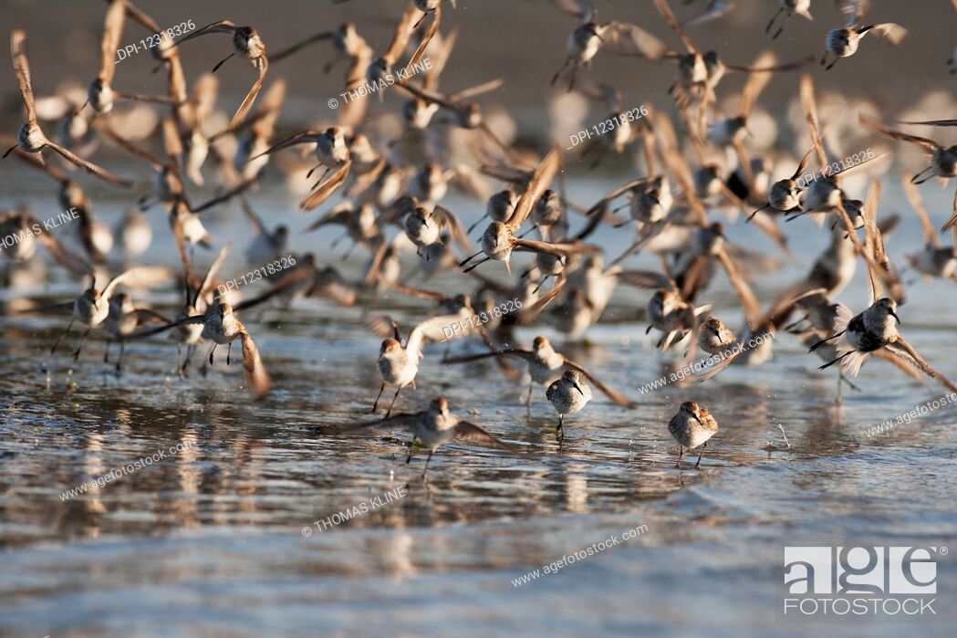 Stock Photo: Western sandpipers (Calidris mauri) and dunlins (Calidris alpina) taking off from Hartney Bay at low tide near Cordova and Prince William Sound.