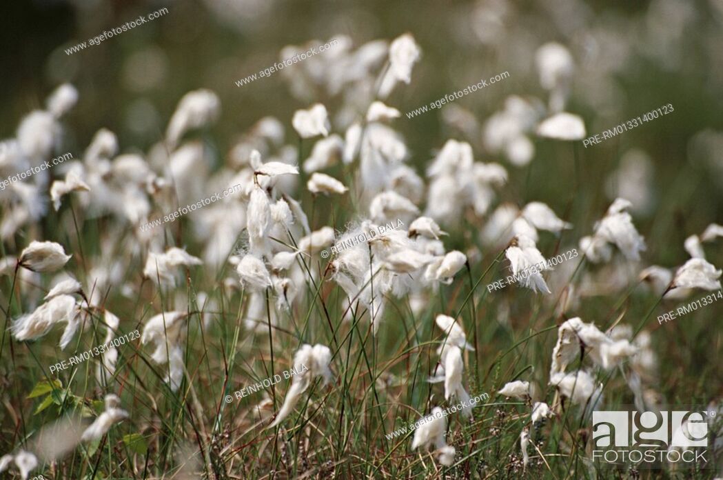 Stock Photo: Common Cottongras, Eriophorum angustifolium.