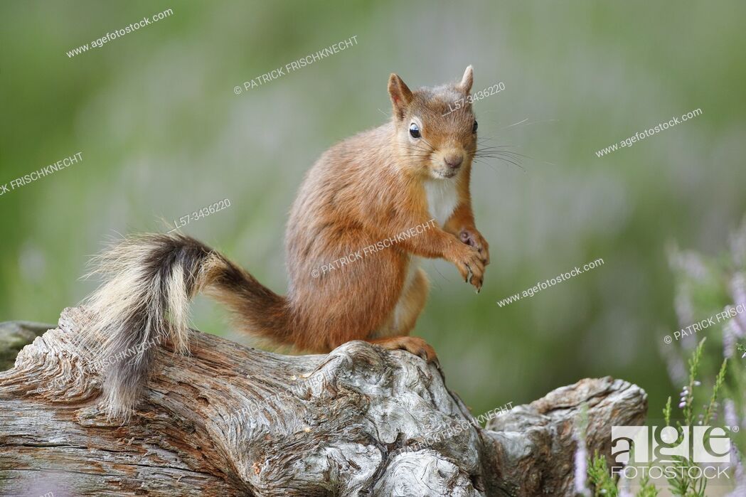 Stock Photo: Eurasian Red Squirrel, Sciurus vulgaris, Scotland.
