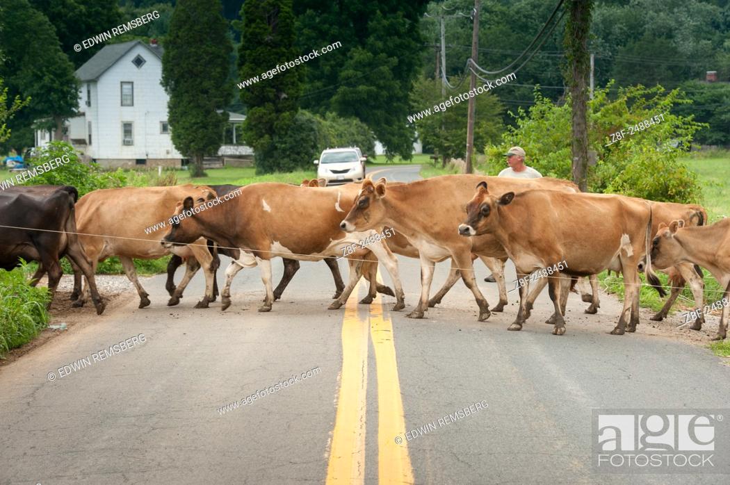Stock Photo: Farmer guiding dairy cows across the road near Long Green, Maryland, USA.