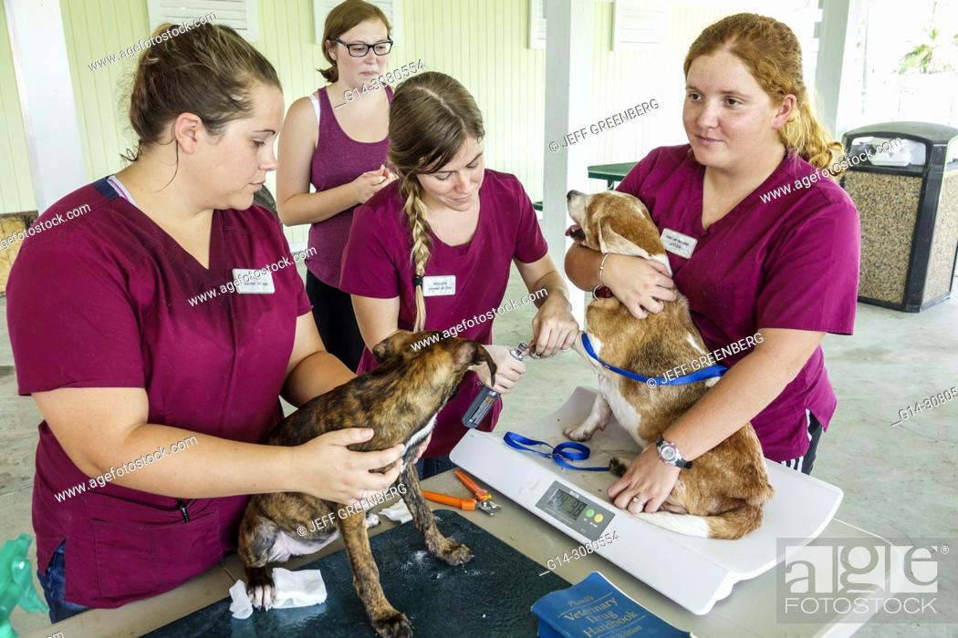 Florida, Everglades City, after Hurricane Irma, storm aid disaster  recovery, free veterinary care, Stock Photo, Picture And Rights Managed  Image. Pic. G14-3080554 | agefotostock