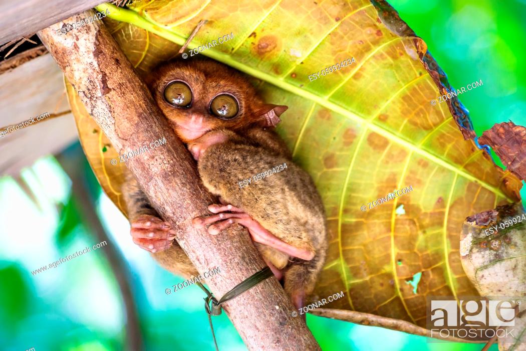 Tarsier with big eyes on a branch with a big green leaf in the back in  Bohol, Philippines, Asia, Stock Photo, Picture And Low Budget Royalty Free  Image. Pic. ESY-059924234 | agefotostock