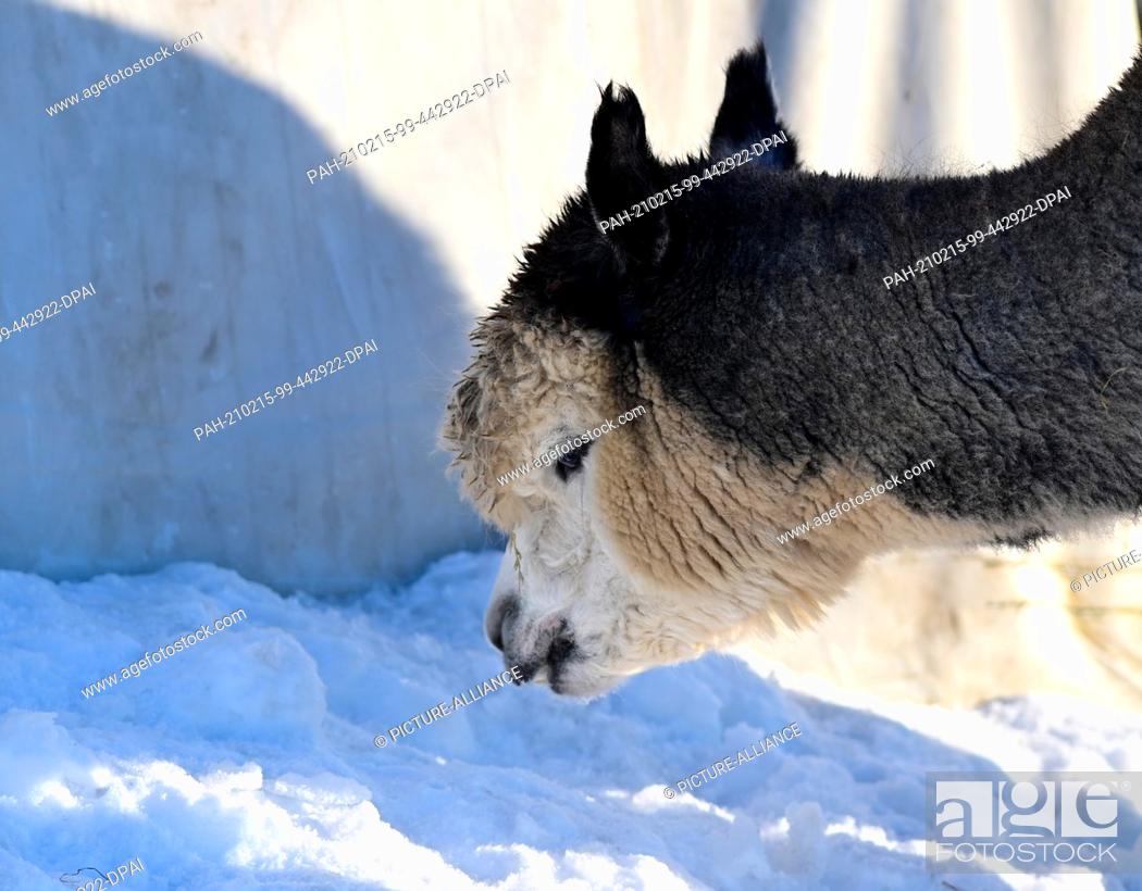 Stock Photo: 12 February 2021, Brandenburg, Schönwalde-Glien/OT Pausin: An alpaca stands in its snowy enclosure near the entrance to the village.