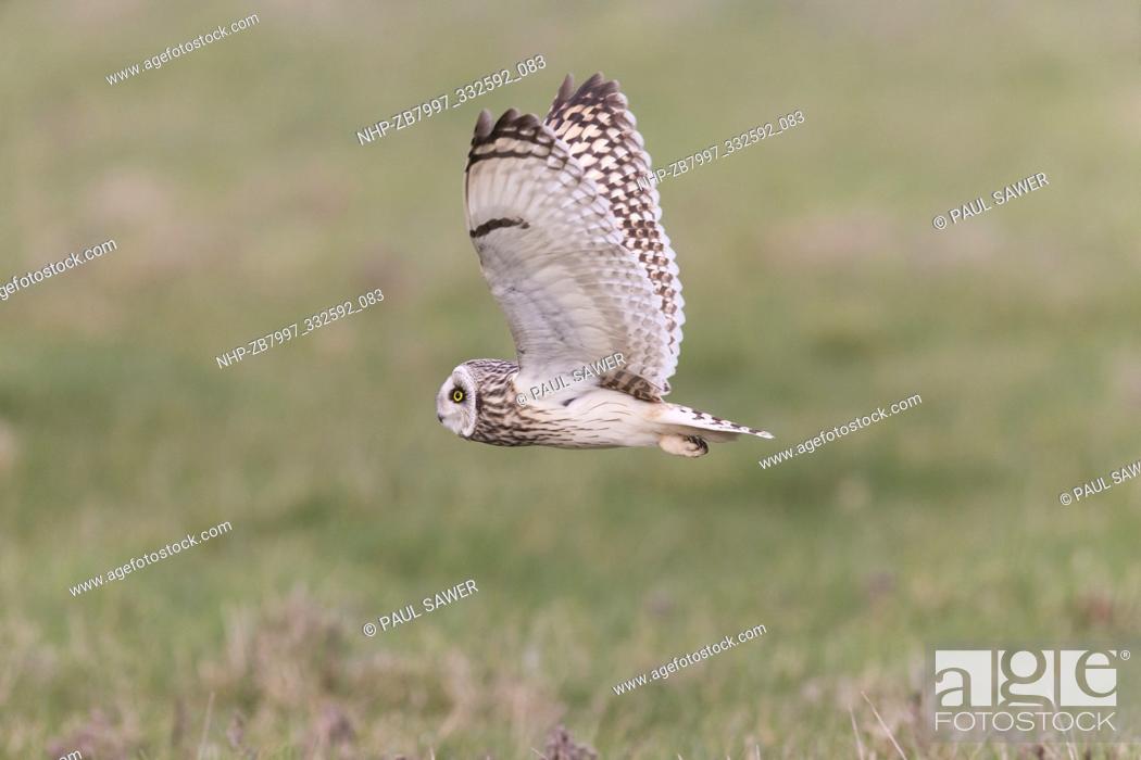 Stock Photo: Short-eared Owl (Asio flammeus) adult flying over grazing marsh, Suffolk, England, March.