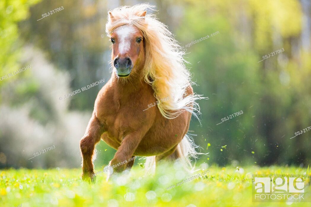 Stock Photo: Shetland Pony. Chestnut gelding galloping on a pasture. Germany.