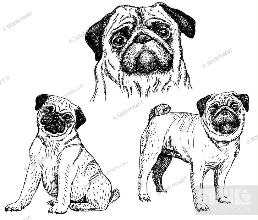 Pug dog sketch icon set. Vector ink hand drawn illustration isolated on  white background, Foto de Stock, Vector Low Budget Royalty Free. Pic.  ESY-042762170 | agefotostock