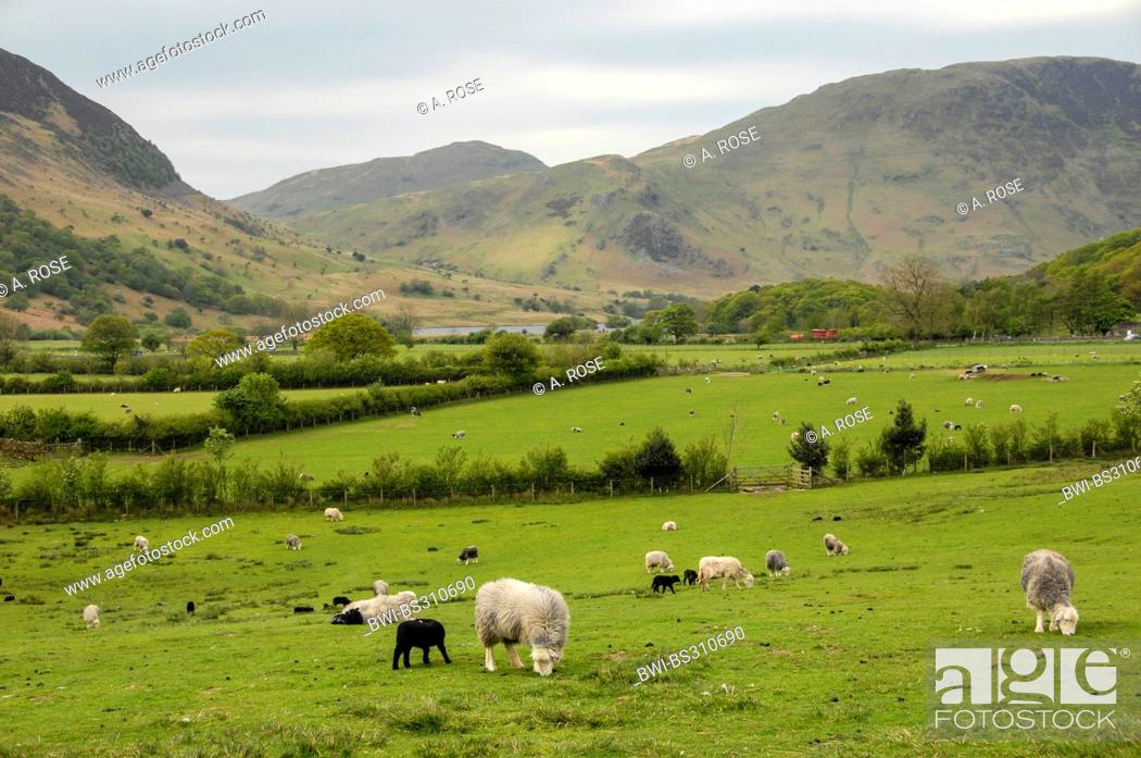 Stock Photo: domestic sheep (Ovis ammon f. aries), flocks in an extensive meadow landscape in the Lake District, United Kingdom, England.