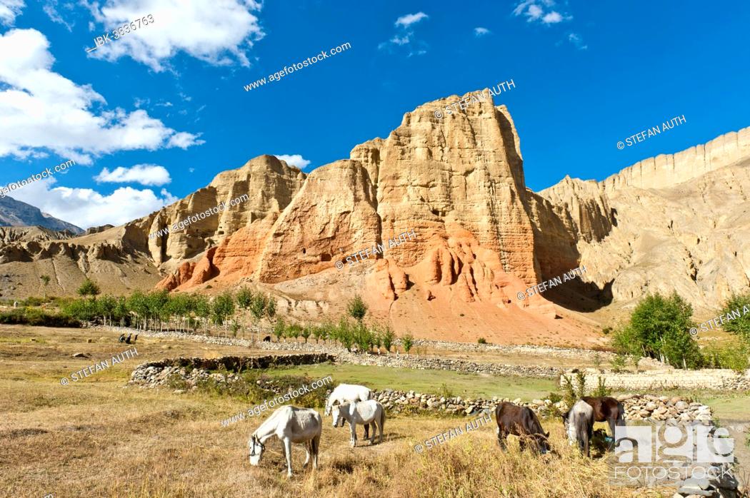 Stock Photo: Erosion landscape with towering rocks, horses grazing near Dhakmar, Upper Mustang, Lo, Himalayas, Nepal.