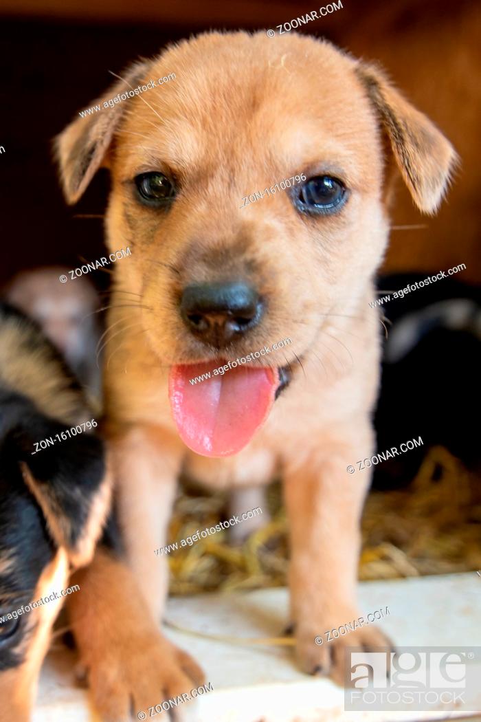 Cutest Terrier Lab Husky Mix Puppies Playing In Dog House, Stock Photo,  Picture And Rights Managed Image. Pic. Zon-16100796 | Agefotostock