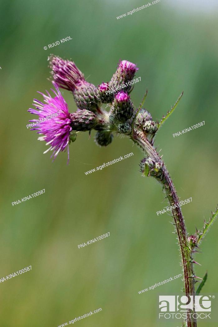 Stock Photo: Marsh Thistle Cirsium palustre - Loenense Hooilanden, Lampenbroek, Klarenbeek, Veluwe, Guelders, The Netherlands, Holland, Europe.