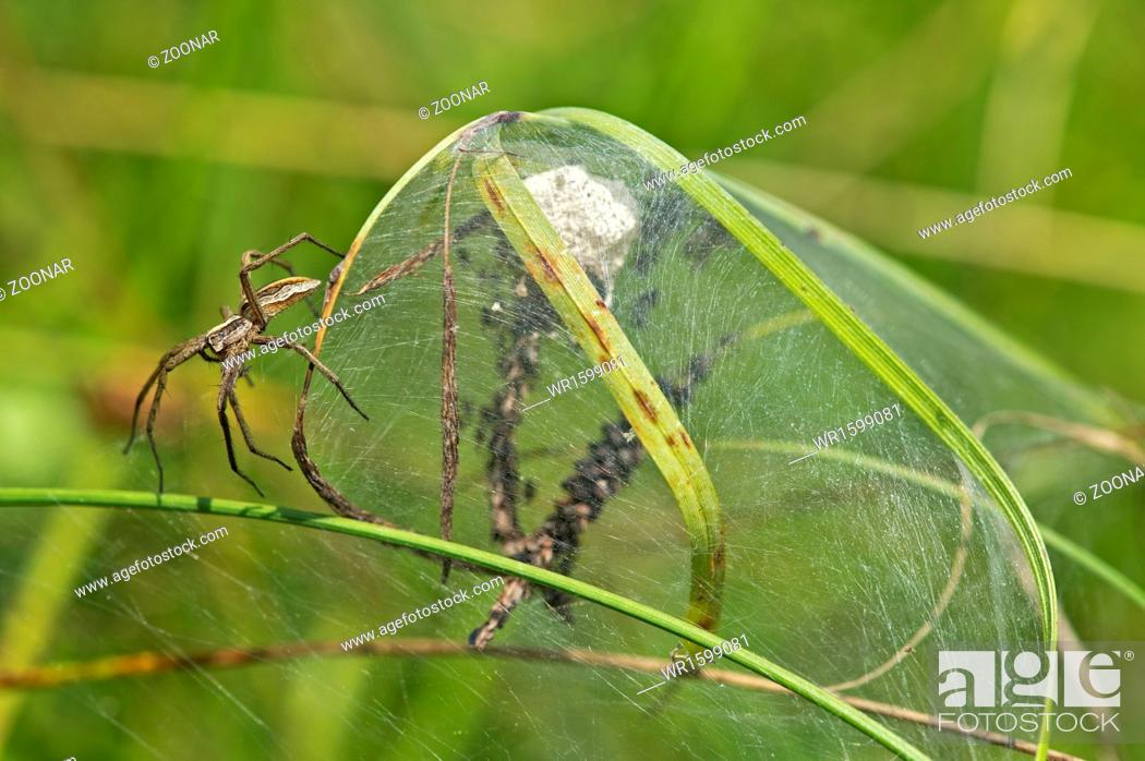 Stock Photo: Female nursery web spider Pisaura mirabilis.