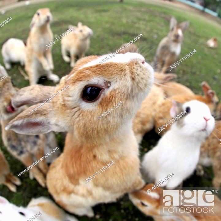 The Rabbits of Okunoshima known as Rabbit Island in Japan which roam wild  on a small island with no..., Stock Photo, Picture And Rights Managed  Image. Pic. MEV-11109304 | agefotostock