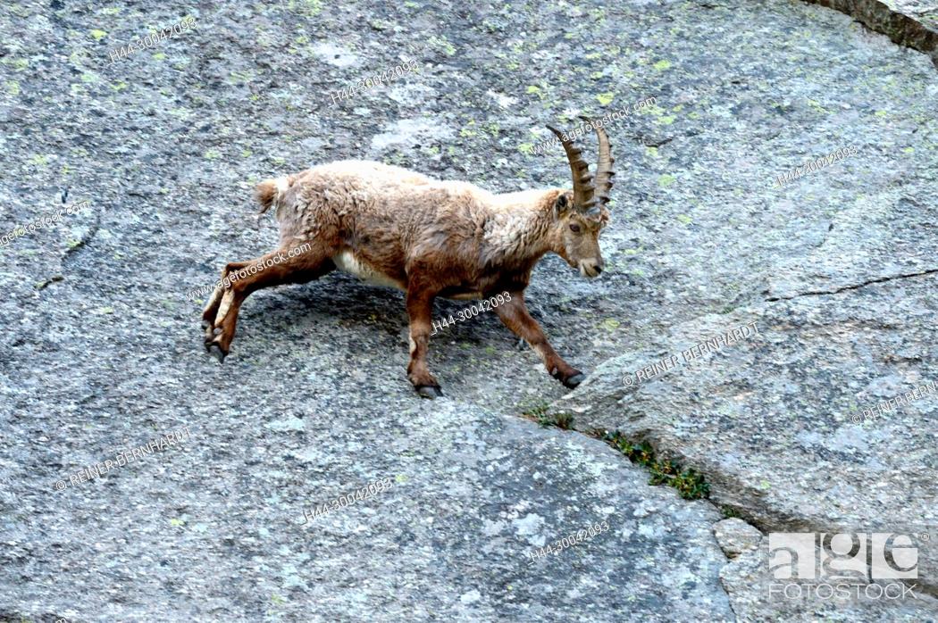 Capricorn, mountain goat, cloven-hoofed animal, ruminant, horn-rimmed  bearer, Bovidae, Boviden, Stock Photo, Picture And Rights Managed Image.  Pic. H44-30042093 | agefotostock