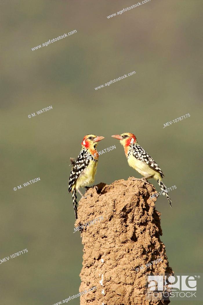 Stock Photo: Red-and-Yellow Barbet - pair at nest built in termite mound chimney (Trachyphonus erythrocephalus).
