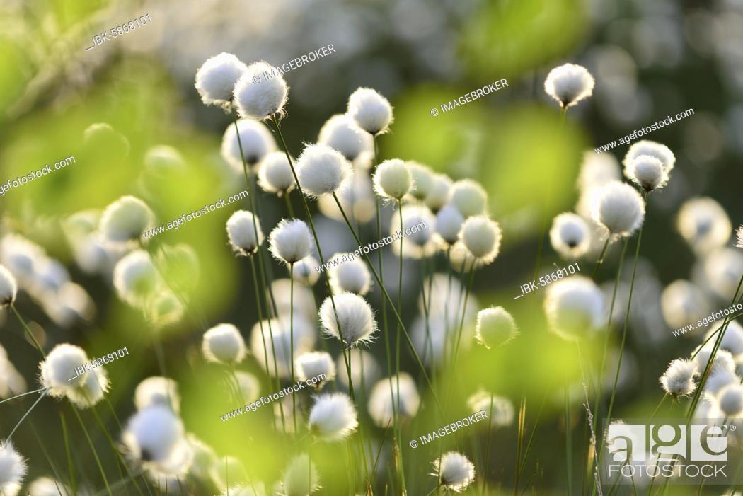 Stock Photo: Hare's-tail cottongrass ( Eriophorum vaginatum) in moor, fruiting, cotton grass blossom, Lower Saxony, Germany, Europe.