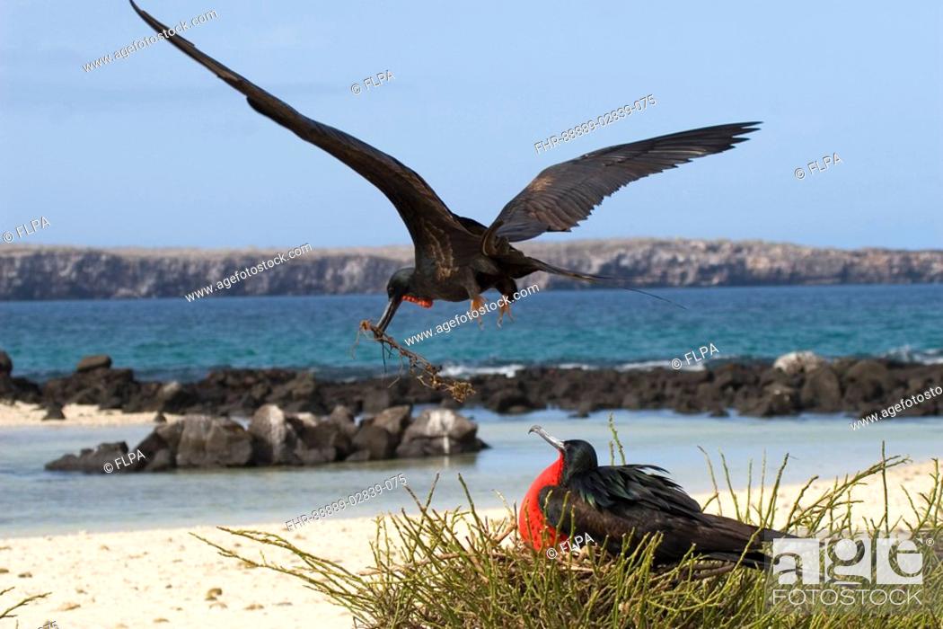 Stock Photo: male great Frigatebird stealing stick from nest Genovesa island, Galapagos.