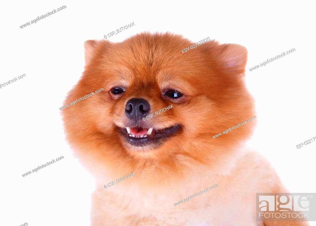 pomeranian dog brown short hair, Stock Photo, Picture And Low Budget  Royalty Free Image. Pic. ESY-022179820 | agefotostock