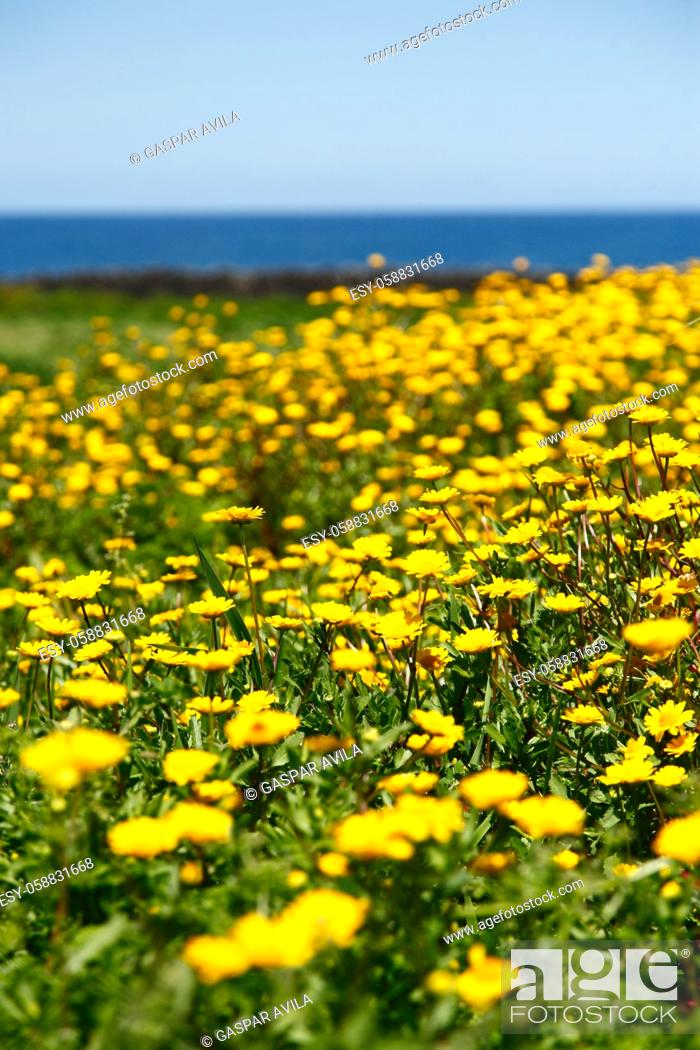 Photo de stock: Field of yellow daisies with the ocean on the background.