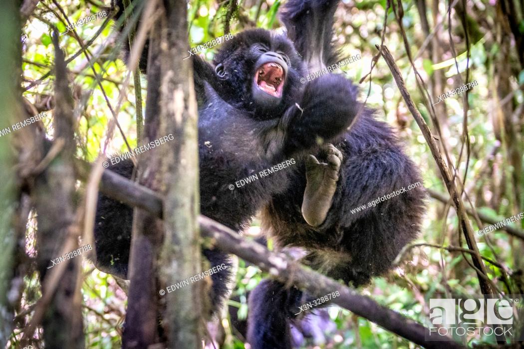Stock Photo: An adolescent Mountain Gorilla (Gorilla beringei beringei) of the Muhoza group, climbing and , in Volcanoes National Park, Virunga mountain range , Rwanda.