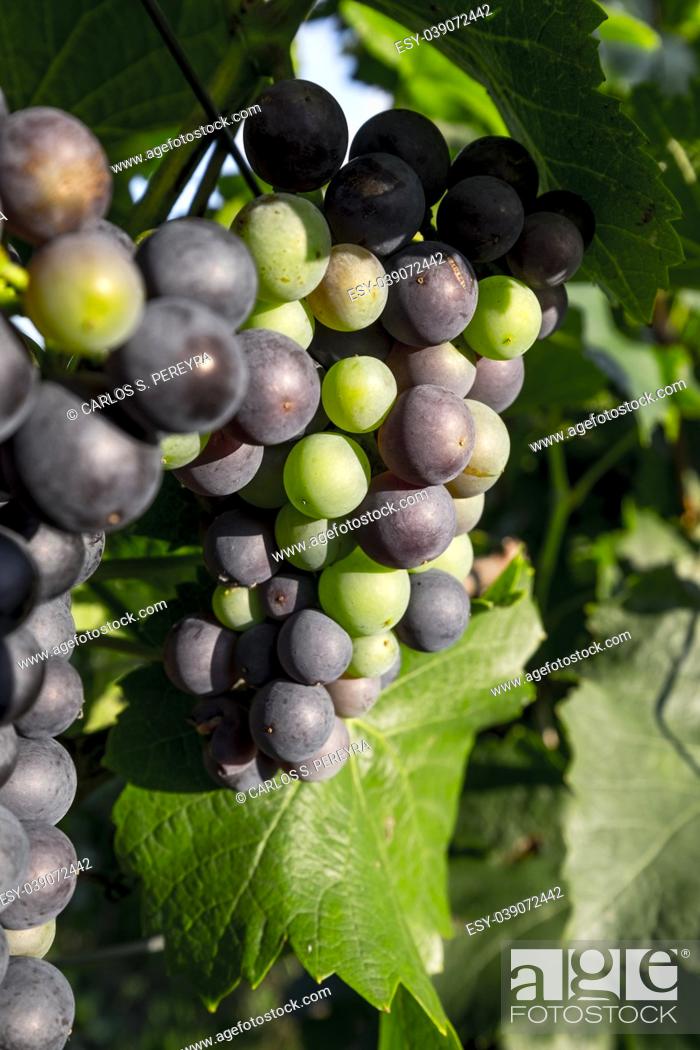 Stock Photo: Grapes growing on a vine in Rhine river valley in Germany Europe.