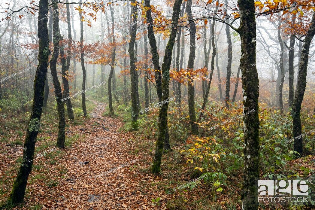 Stock Photo: Foggy morning on Mountains-to-Sea Trail, near Craggy Gardens, Blue Ridge Parkway, Asheville, North Carolina, USA.