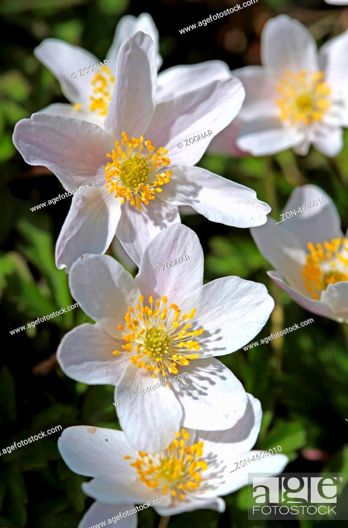 Stock Photo: Buschwindröschen, Anemone nemorosa, thimbleweed, windflower, grove windflower, smell fox, wood anemone.