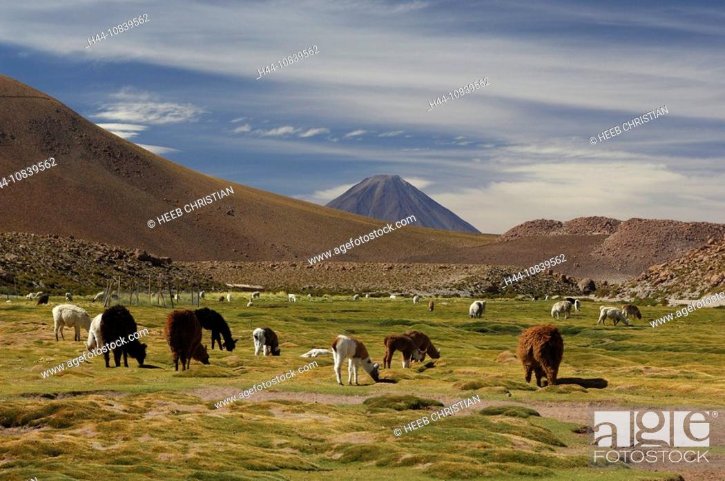 Photo de stock: Chile, South America, Llamas, Lama glama, Machuca near San Pedro de Atacama, Altiplano, Antofagasta, landscape, South.