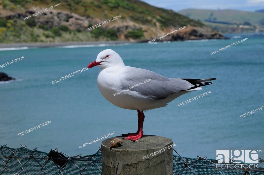 Stock Photo: Silver Gull, Larus novaehollandiae.