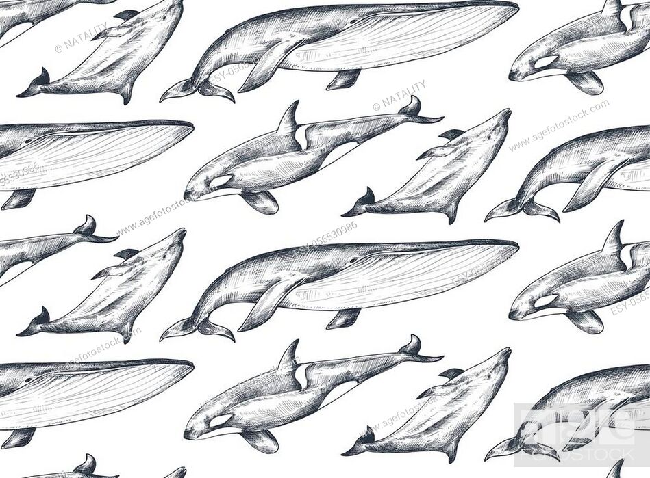 Vector monochrome seamless pattern with ocean animals whale, dolphin, orca  in sketch style, Stock Vector, Vector And Low Budget Royalty Free Image.  Pic. ESY-056530986 | agefotostock