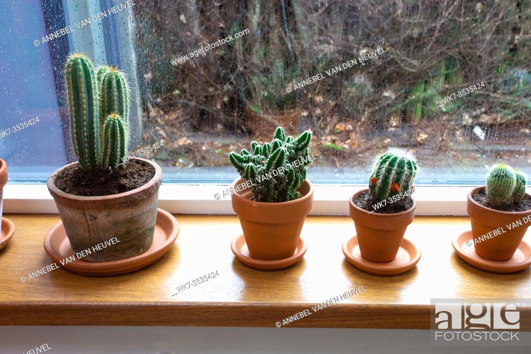 Stock Photo: Various green cactus plants in pots on a windowsill near a window with raindrops in a cozy home. Decorative indoor plants photo. plants in a row.