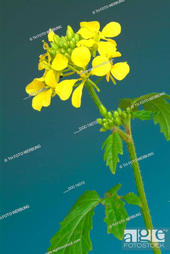 white mustard - medicinal plant - plant - Sinapis alba - Senape bianco - bianca -, Stock Photo, Picture And Rights Managed Image. Pic. DOC-16010 | agefotostock