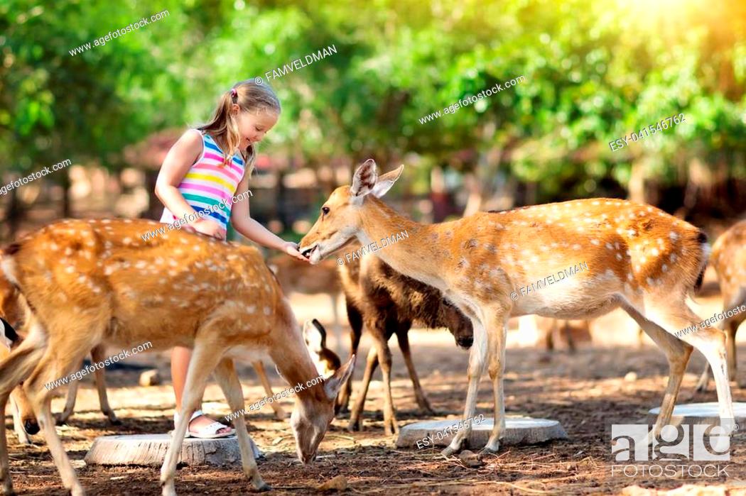 Child feeding wild deer at petting. Kids feed animals at outdoor safari  park, Stock Photo, Picture And Low Budget Royalty Free Image. Pic.  ESY-041546762 | agefotostock