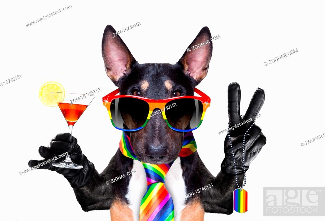crazy funny gay pitbull dog proud of human rights , sitting and waiting,  Stock Photo, Picture And Rights Managed Image. Pic. ZON-15740151 |  agefotostock