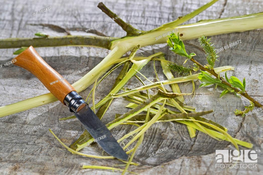 Stock Photo: pussy willow, goat willow, great sallow (Salix caprea), bark is decorticated with a knife, dried and used as remedy.