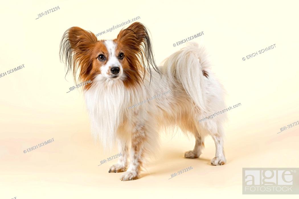 Papillon dog, 7 years, color White Sable, Stock Photo, Picture And Rights  Managed Image. Pic. IBR-3972296 | agefotostock