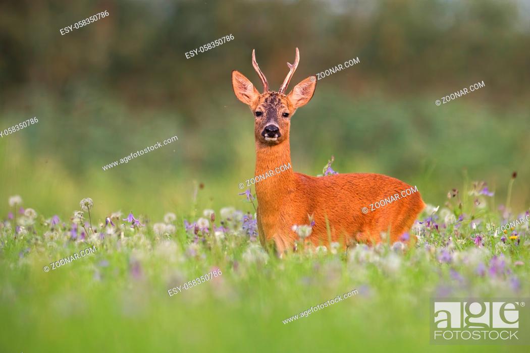 Stock Photo: Roe deer, capreolus capreolus, buck in summer between flowers in nature. Wild animal in natural environment.