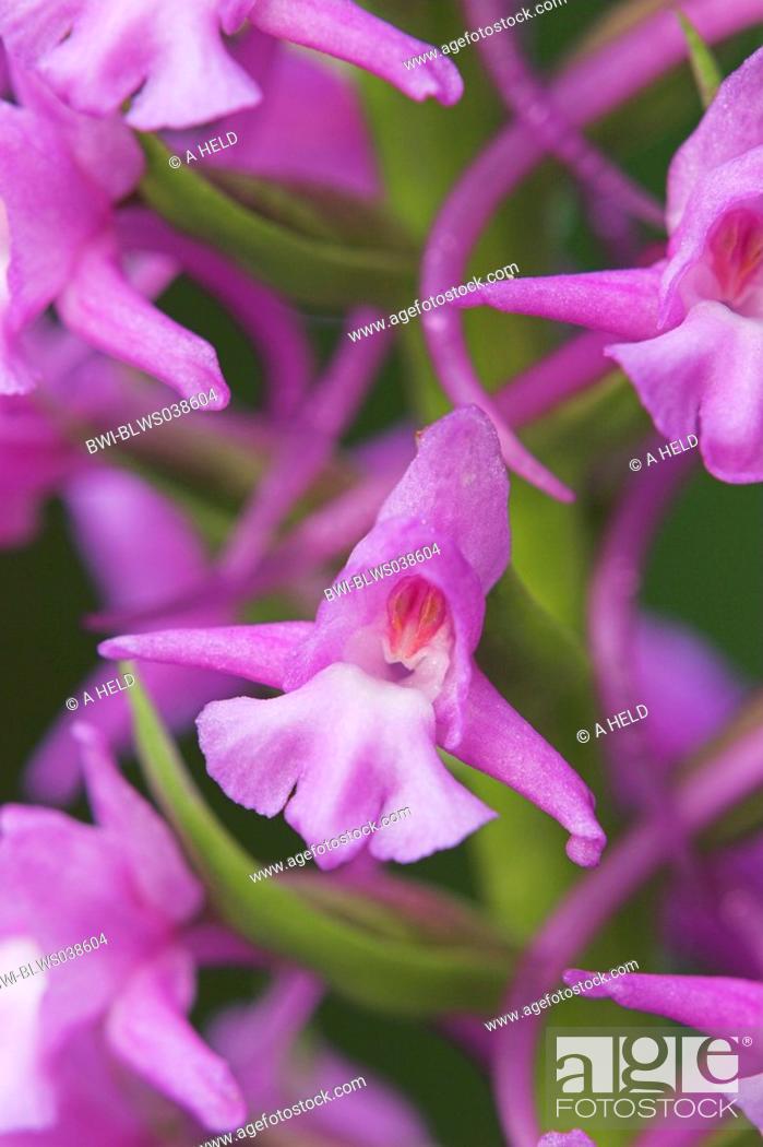 Stock Photo: fragrant orchid Gymnadenia conopsea, flower, Germany.