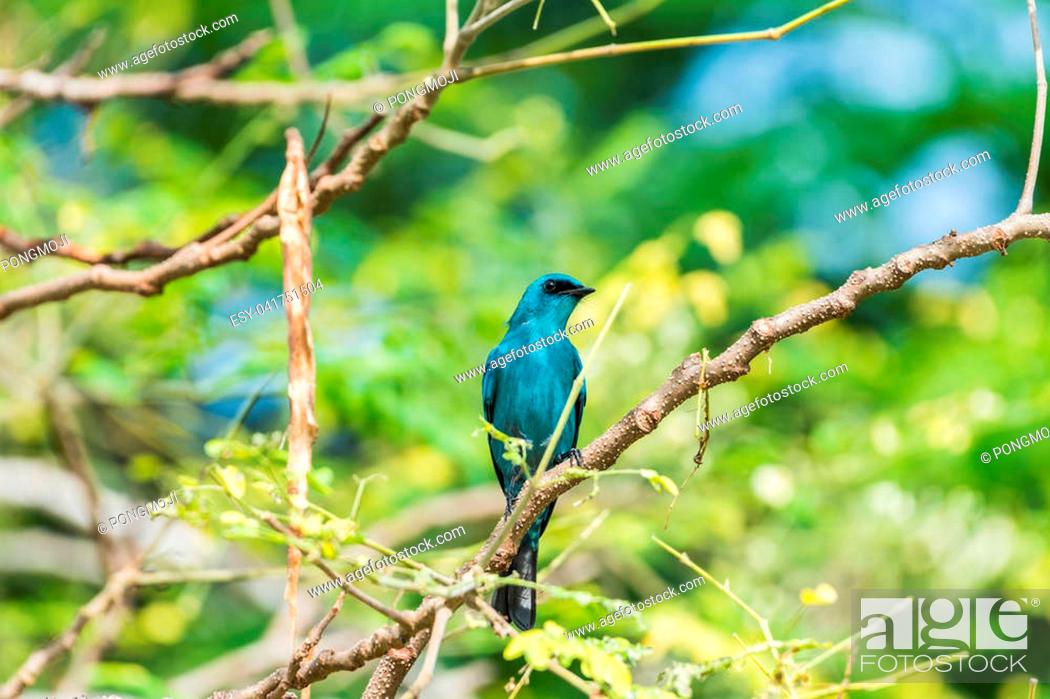 Stock Photo: Bird (Verditer Flycatcher, Eumyias thalassinus) blue on all areas of the body, except for the black eye-patch and grey vent perched on a tree in a nature wild.