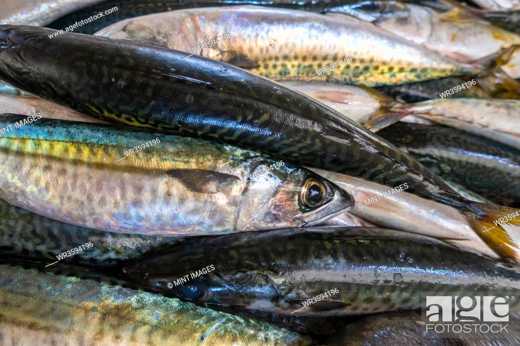 Stock Photo: Fresh sardines in fish market, Algarve, Portugal.