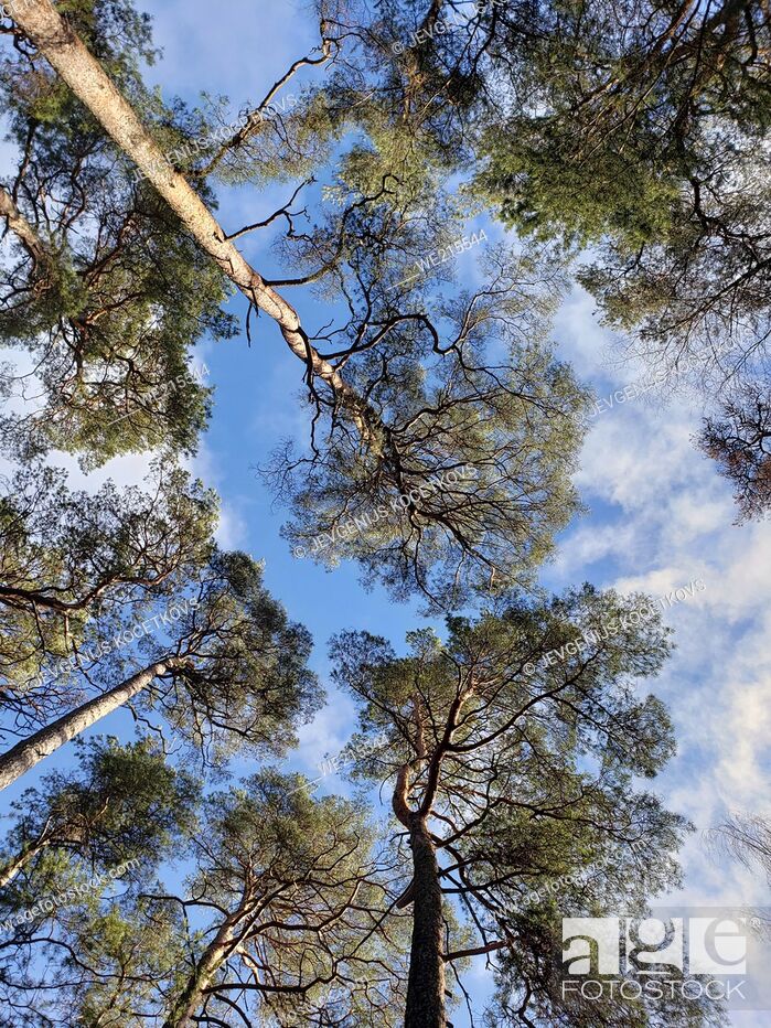 Stock Photo: bottom view of spring blue sky through pine branches.