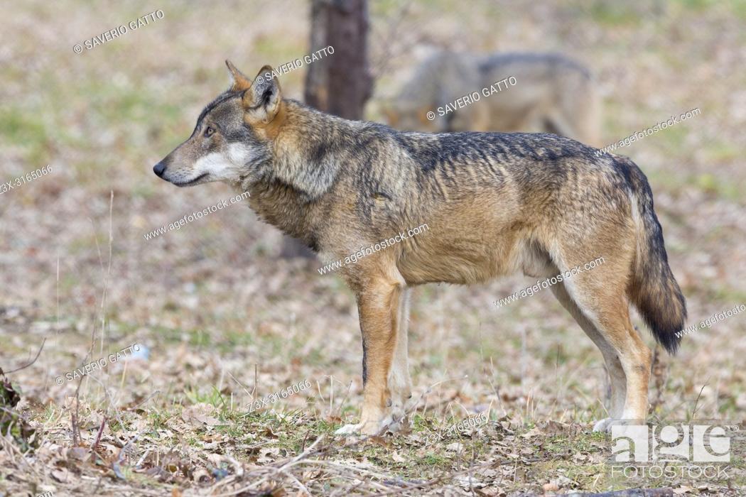 Italian Wolf (Canis lupus italicus), captive animal standing on the ground,  Civitella Alfedena, Stock Photo, Picture And Rights Managed Image. Pic.  Z3X-3165066 | agefotostock