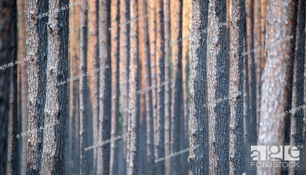 Stock Photo: 27 August 2018, Treuenbrietzen, Germany: Scorched pine trees stand in a forest near Treuenbrietzen. About 350 firefighters are still on duty to fight forest.