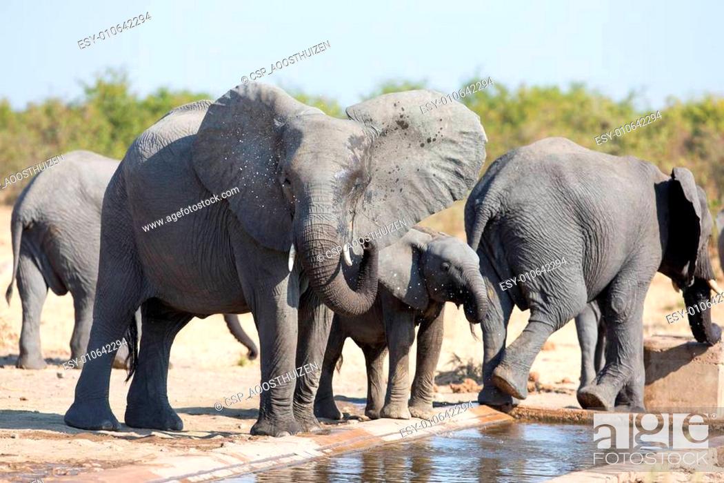 Stock Photo: Elephant calf drinking water on dry and hot day.