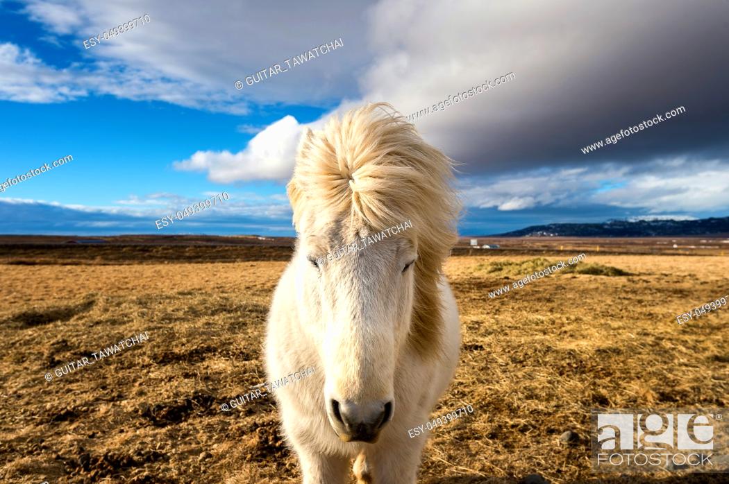 Stock Photo: Icelandic Horse. white horse.