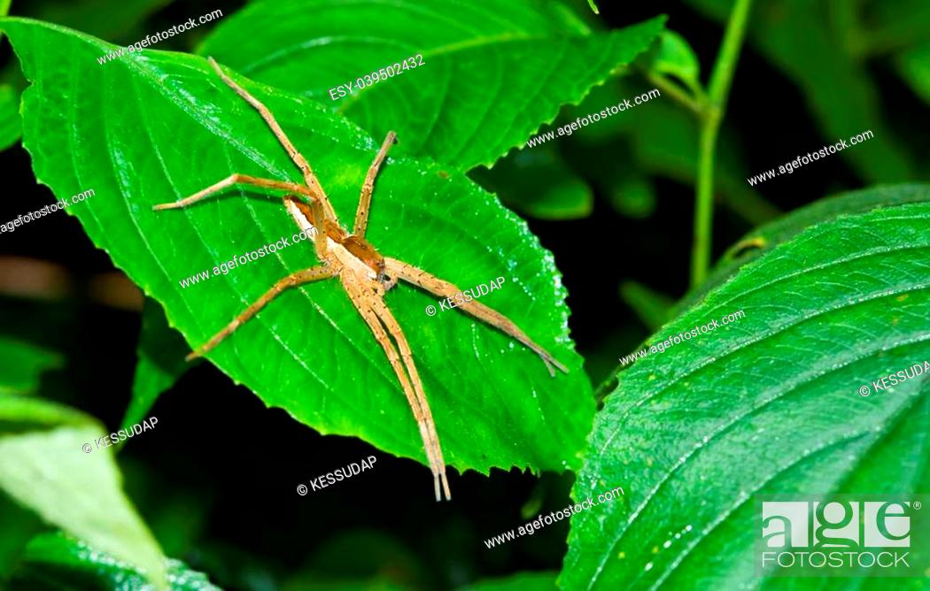 Imagen: Spider on the leaf name Pisaurina brevipes which is a species of Nursery web spider at Kang Krajan national part in Thailand.