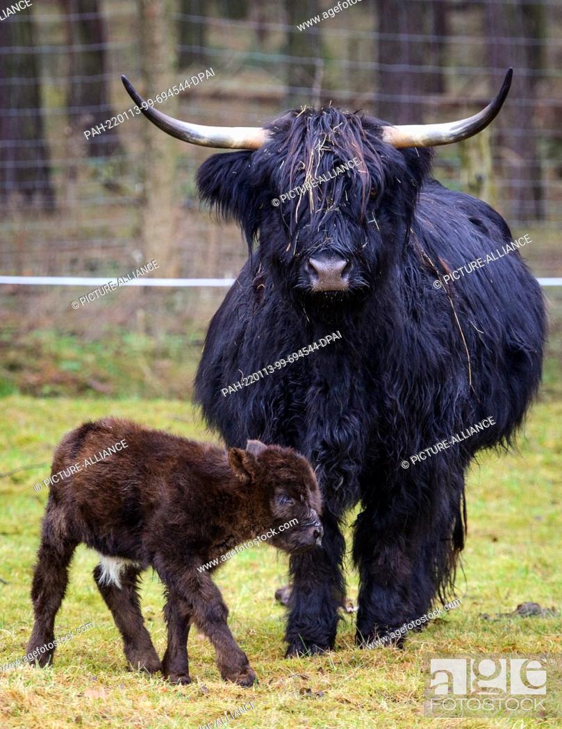 Stock Photo: 13 January 2022, Brandenburg, Baruth: A few days old Highland calf runs next to its mother Berta in the Johannismühle Game Park.