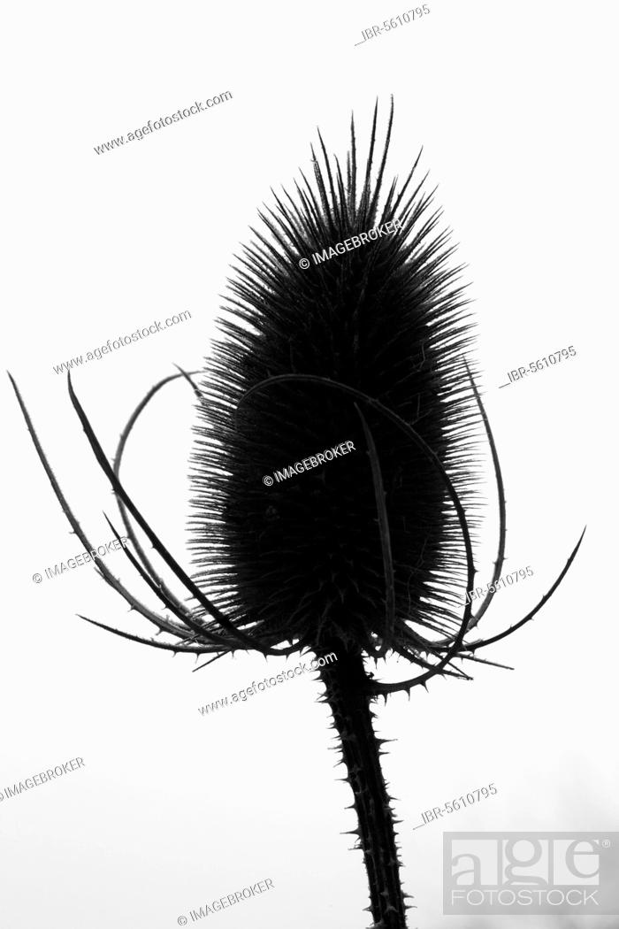 Stock Photo: Common wild teasel (Dipsacus fullonum) seed head, silhouette with frost, Powys, Wales, winter.
