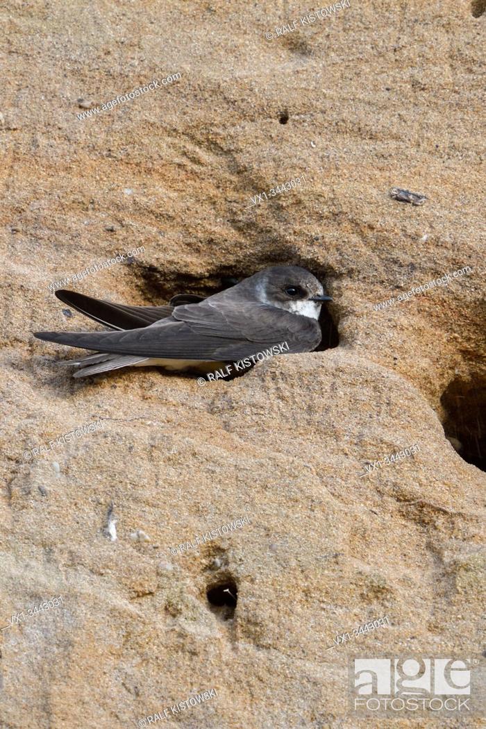 Photo de stock: Sand Martin / Bank Swallow / Uferschwalbe ( Riparia riparia ) sitting in, digging its nest hole, part of a breeding colony in a sand pit, wildlife, Europe.
